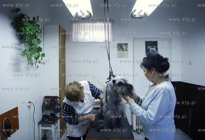 Gdansk Zaspa. Zaklad strzyzenia psow. Nz strzyzenie...