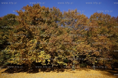 Sopot. Las w okolicach Opery Lesnej.
14.10.2013
fot....