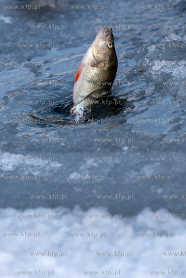 Wędkarstwo podlodowe w Gdańsku na skutej lodem Motławie...