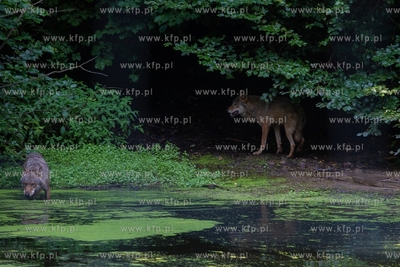 Gdańsk. Zoo w Oliwie. Upał w Zoo. Nz. Wilki 02.08.2018....