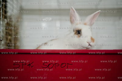 Sopockie Uszakowo - Centrum Adopcyjne Krolikow.
29.03.2013
fot....