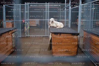 Gdansk. Schronisko dla bezdomych zwierzat Promyk. Akcja...