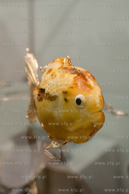 Gdansk. Miedzynarodowe Targi Gdanskie AmberExpo. 21...