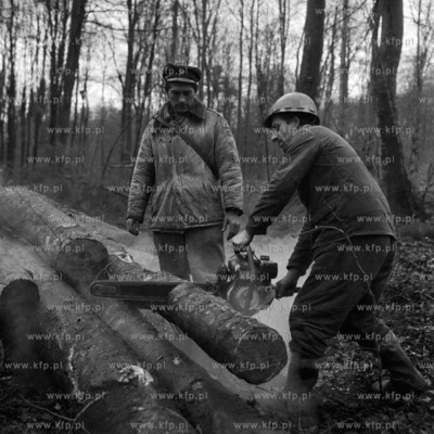 Wycinka lasu przez służby leśne. 11.19725listopad1972_z.kosycarz_p43Fot....