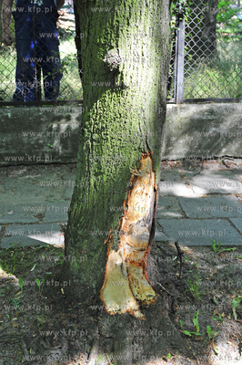 Sopot. Ul. Sepia. Wypadek samochodu Peugeot 206.  Samochod...