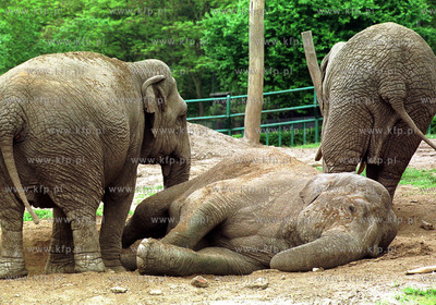 Ogrod zoologiczny w Gdansku. Wybieg dla sloni. 6.06.2001...