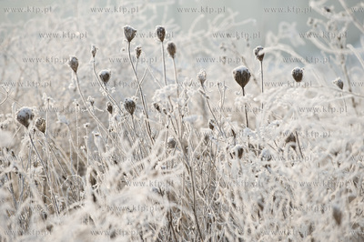 Piekna zima na zabytkowej ul. Wiezyckiej w Gdansku-Lostowicach.
16.01.2010
fot....