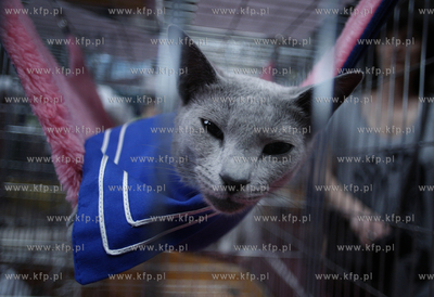 Sopot. Miedzynarodowa wystawa kotow. 07.08.2010 fot....