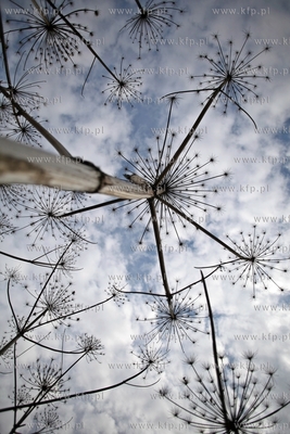 Barszczu Sosnowskiego silnie toksyczna roslina na terenie...