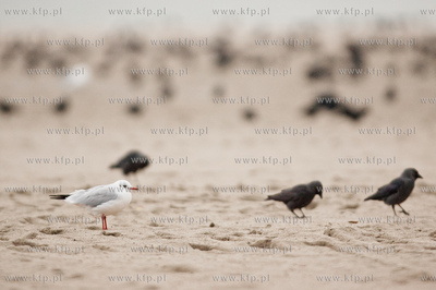 Gdynia. Jesienna, deszczowa pogoda na plazy miejskiej...