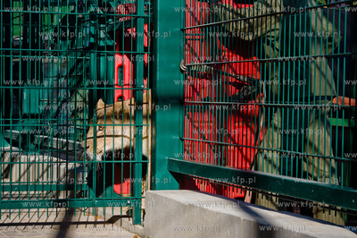 Gdansk. Oliwskie Zoo. Przyjazd czterech lwow, trzech...