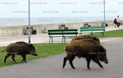 Dziki spacerujace beztrosko na Bulwarze Nadmorskim...