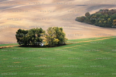 Morawy. Czechy. Okolice miejscowosci Kijev. Nz. przydrozna...