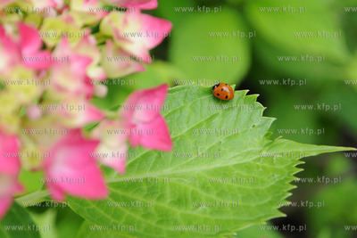 Tysiace biedronek pojawilo na plazy i okolicach Grand...