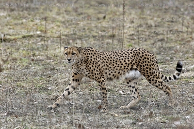 Gdansk. Oliwskie zoo. Nz gepard.
14.04.2013
fot....