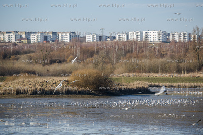 Gdansk. Pracowinicy Gdanskich melioracji oproznili...
