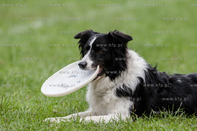 Sopot. Łazienki Połnocne. Zawody Latających Psów.
Nz...