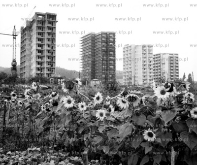 Sloneczniki rosna w miejscu gdzie wspolczesnie znajduja...