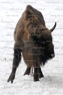 Zima w Miejskim Ogrodzie zoologicznym Wybrzeza w Gdansku...
