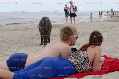Krynica Morska. Dzik odwiedzil plaze, aby pozywic sie...