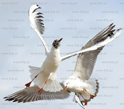 Gdynia - Bulwar Nadmorski im. Feliksa Nowowiejskiego....