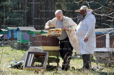 Sulmin. Pszczelarze podczas pracy w pasiece. 25.04.2009...