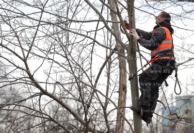 Wycinka drzew pod budowe nowej Trasy Slowackiego na...