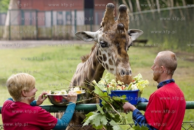 Gdańskie Zoo. Karmienie żyraf specjalnym tortem z...