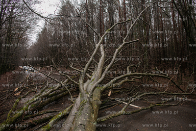 Silny wiatr wyrwał z korzeniami drzewo na trasie Wejherowo...