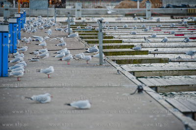 Gdynia. Zima w porcie jachtowym.
04.01.2012
fot....