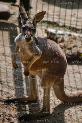 Gdansk. Oliwskie zoo.
Nz kangurzyca Tosia, ktora opiekowala...