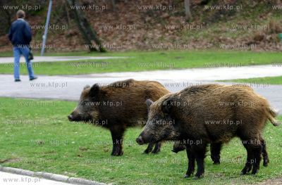Dziki spacerujace beztrosko na Bulwarze Nadmorskim...