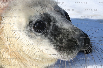 KNOP (po kaszubsku chlopak) pierwsza w tym roku foka...