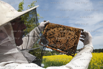 Pszczelarz pan Kazimierz Stosik podczas wiosennych...