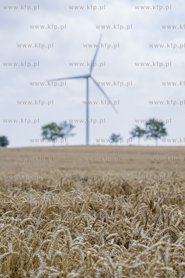 Żniwa we wsi Lignowy w powiecie Tczewskim na Kociewiu.
30.07.2019...