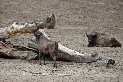 Gdansk. Oliwskie zoo. Nz zubry.
14.04.2013
fot. Krzysztof...
