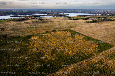 Na terenach Nadleśnictwa Lipusz (Leśnictwo Kłodno,...