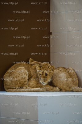 Gdansk. Oliwskie Zoo. Przyjazd czterech lwow, trzech...