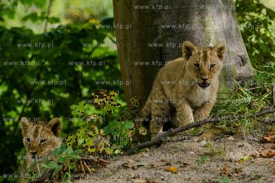Gdansk. Zoo w Oliwie. Swiatowy dzien zwierzat. Prezentacja...