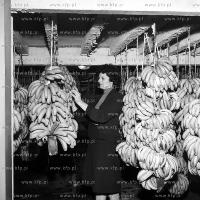 Banany wisza w magazynie portu gdynskiego. 
1964
0008111z
Fot....