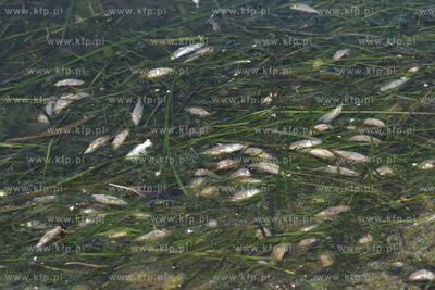 Plaza w Bladzikowie nad Zatoka Pucka. Dzisiatki tysiecy...