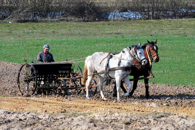 Wiczlino k/Gdyni. Edmund Meieronke obsiewa pole siewnikiem...