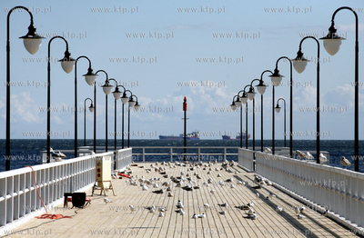 Gdynia Orlowo. Mewy wygrzewajace sie w sloncu na orlowskim...
