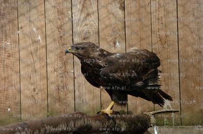 Technikum Lesne w Warcinie woj. pomorskie. Ptaszarnia,...