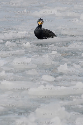 Kormoran na zamarznietych wodach Zatoki Gdanskiej w...