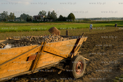Jankowice Nz. Zbior ziemniakow. 28.08.2009 fot. Maciej...