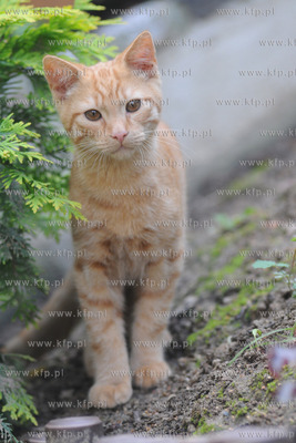 Kot o imieniu Rudy 102 19.07 .2011 Fot. Andrzej J....