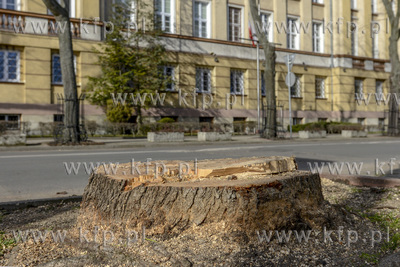 Wycinka drzew wzdłuż ul. Waszyngtona w Gdyni, która...