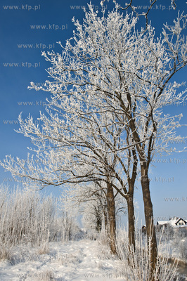 Piekna zima na zabytkowej ul. Wiezyckiej w Gdansku-Lostowicach.
16.01.2010
fot....