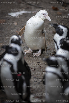 Gdańskie Zoo. Pingwin albinos Kokosanka.
06.10.2019
fot....